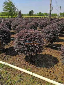 提供專(zhuān)業(yè)的園林綠化 園林綠化找誰(shuí)施工好 柳州市鴻圖園林綠化有限責(zé)任公司