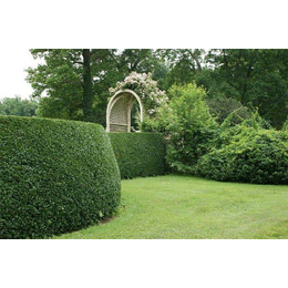 園林綠化專(zhuān)業(yè)施工,園林綠化,懋懋園林工程不錯(cuò)哦