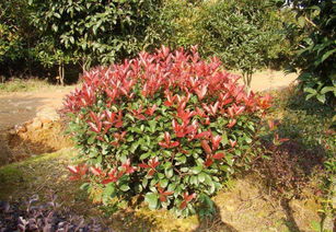 武漢園林綠化景觀設(shè)計(jì)小區(qū)園林施工綠化養(yǎng)護(hù)方案設(shè)計(jì)維護(hù)