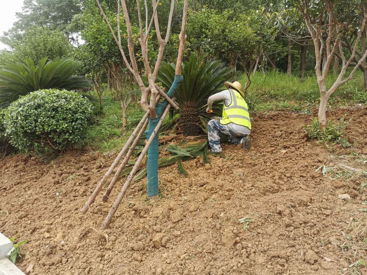 涼州區(qū)住建局綠化項(xiàng)目施工現(xiàn)場