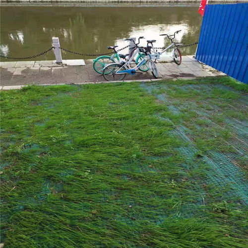 天津椰絲毯生產(chǎn)廠家 價格實惠屬我家