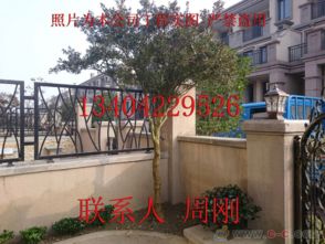 蘇州園林綠化 從設計、施工到養護的古典與現代融合之道